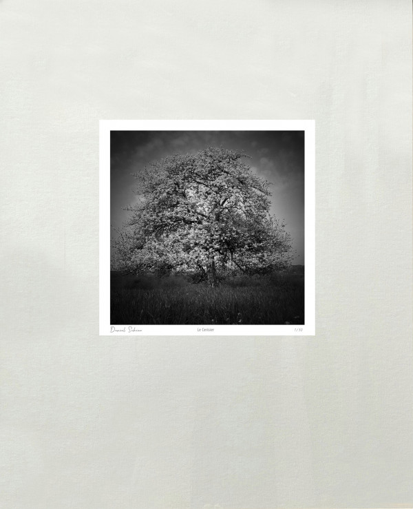 LE CERISIER - Ménil-Gondouin - Orne - France - 2001- Hasselblad 6x6 argentique Photographie N° ARB 06