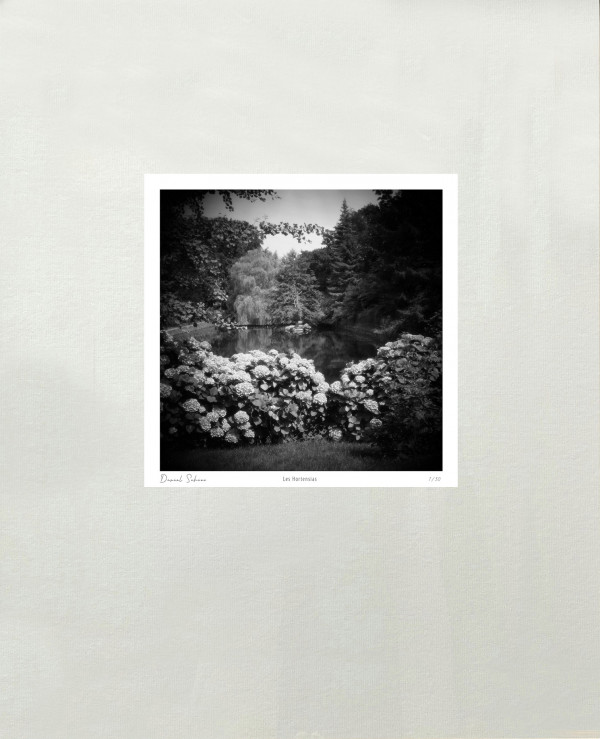 LES HORTENSIAS  - Jardin des Ravalet - Tourlaville - Manche - France - 1995 - Hasselblad 6x6 argentique Photographie N° ATMOBOT 02