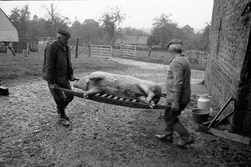 La journée du Cochon