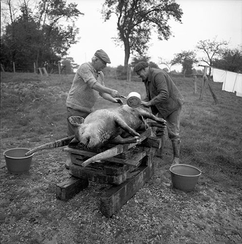 La journée du Cochon