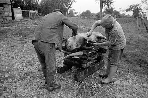 La journée du Cochon