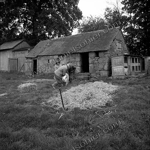 La journée du Cochon