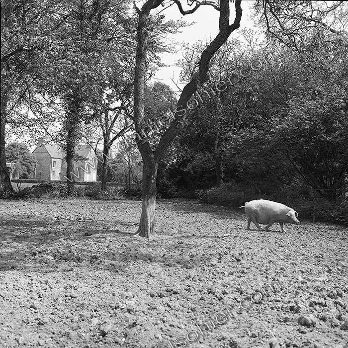 Reportage argentique