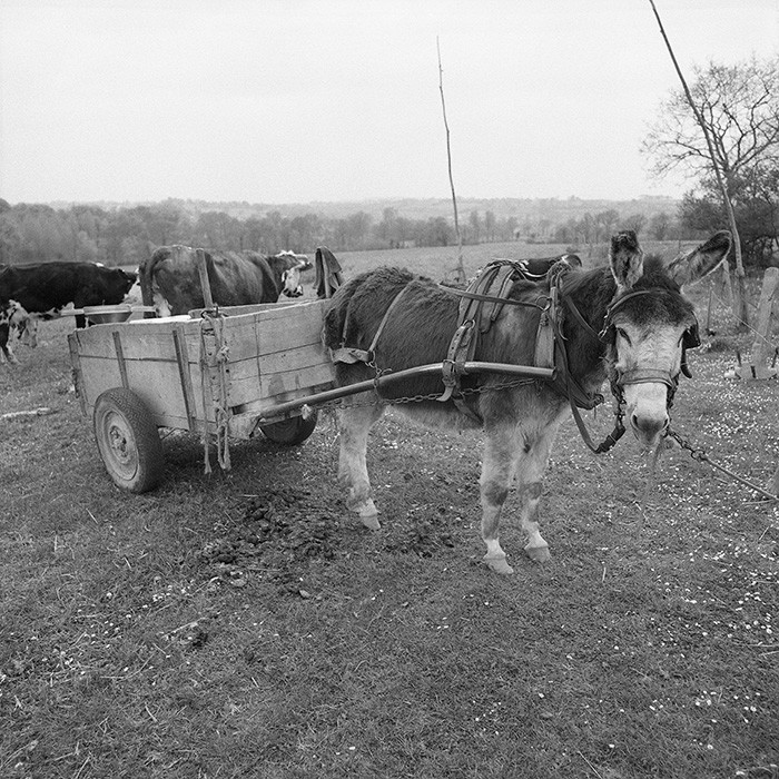 Traite dans les champs