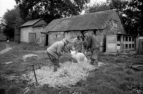 La journée du Cochon
