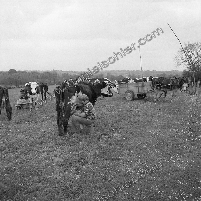 Traite dans les champs