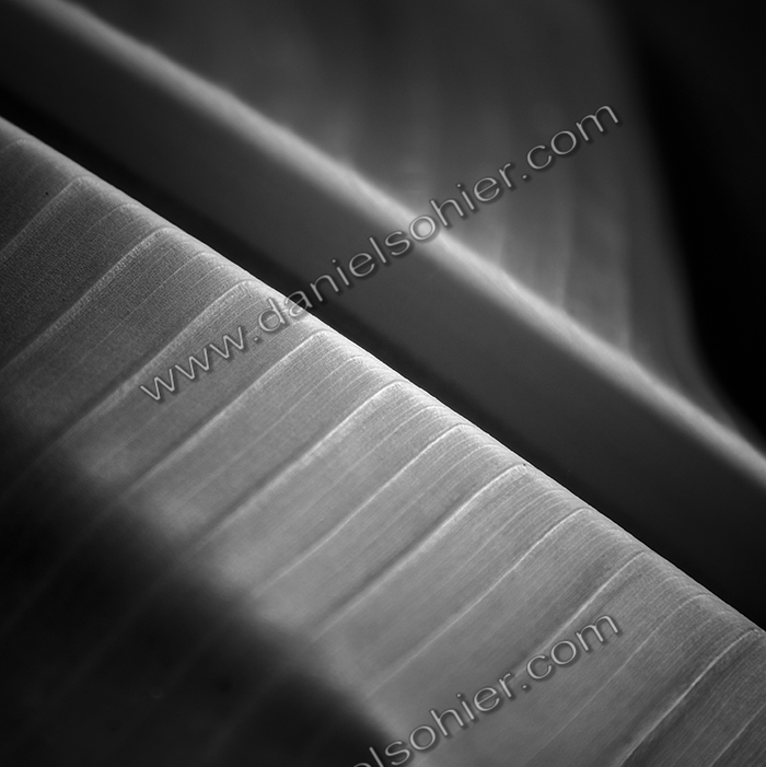 Création Noir&Blanc