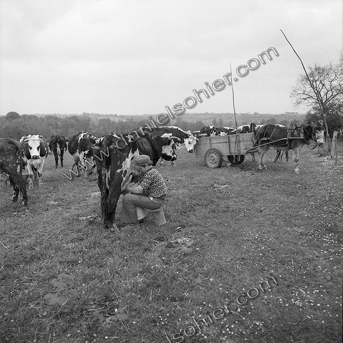 Traite dans les champs