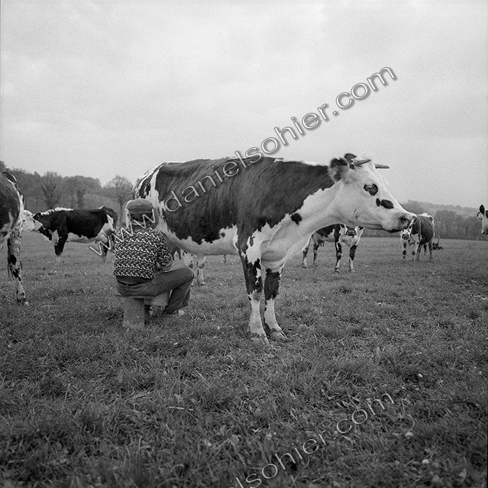 Traite dans les champs