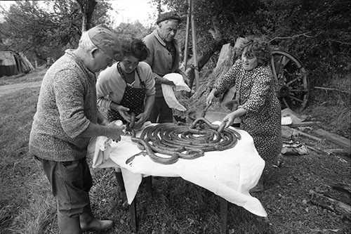 La journée du Cochon