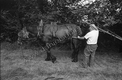 Reportage sur les foins