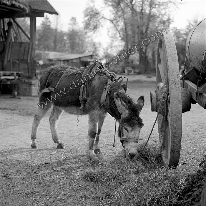 L'Ane à la ferme