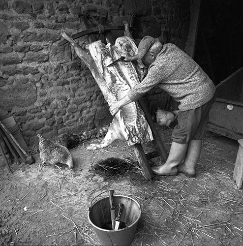 La journée du Cochon