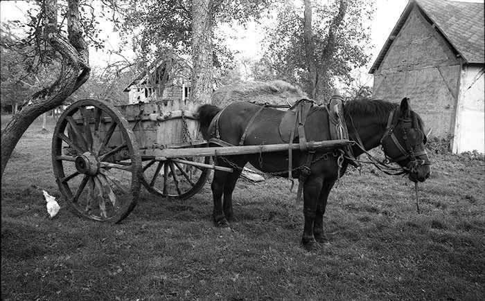 Le fumier dans l'Baniau