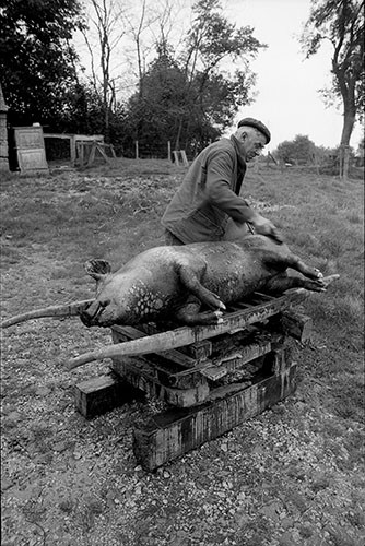 La journée du Cochon