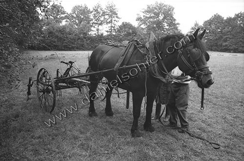 Reportage sur les foins