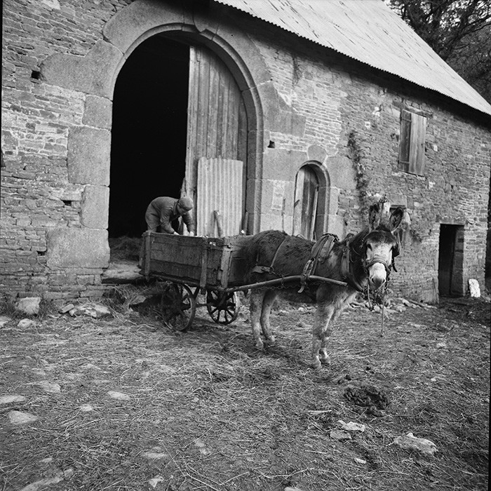 L'Ane à la ferme