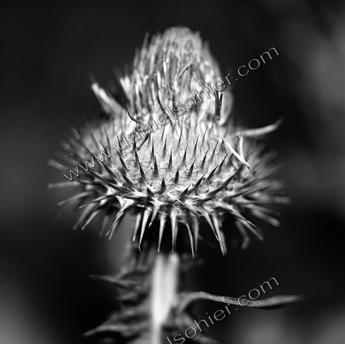 PIQUANT - Jardin des Ravalet - Cherbourg en Cotentin - Manche - France 1993 - Hasselblad 6x6 argentique Photographie N° ATMOBOT 03