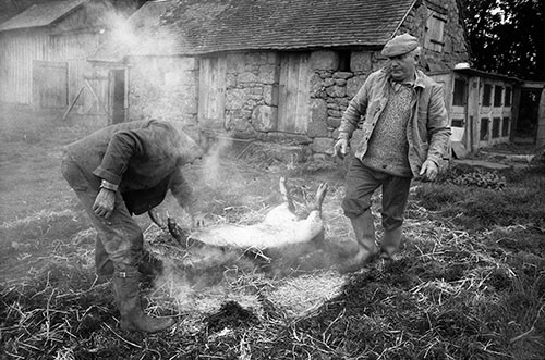 La journée du Cochon