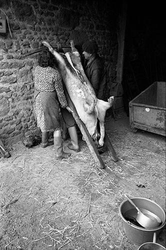 La journée du Cochon