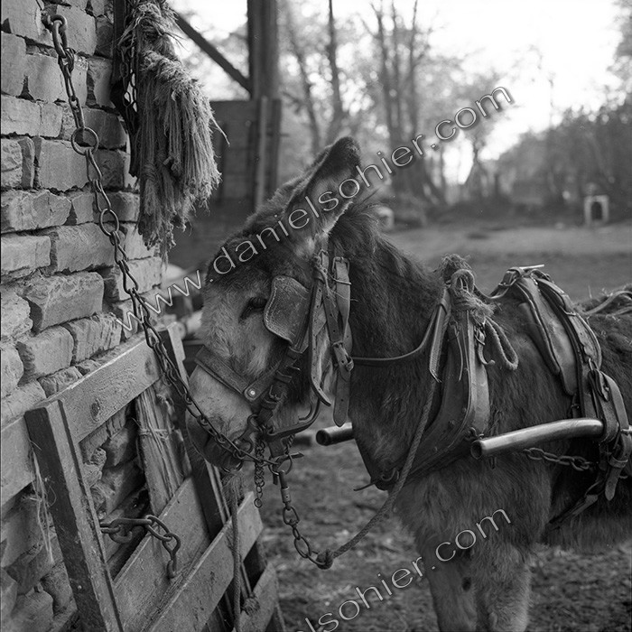 L'Ane à la ferme